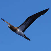 Brown Booby