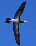 Brown Booby