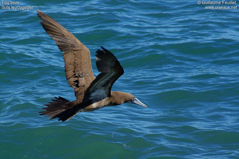 Brown Booby