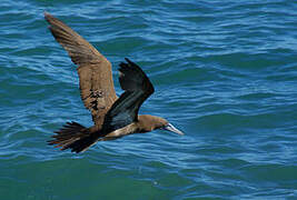 Brown Booby