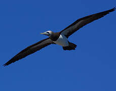 Brown Booby