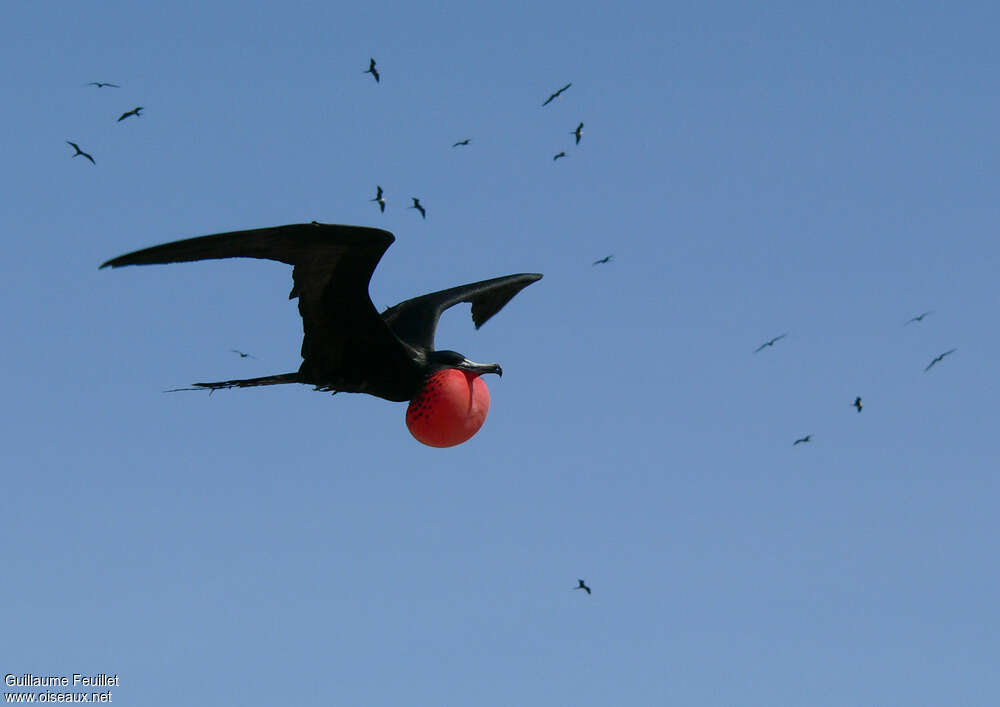 Magnificent Frigatebird male adult breeding, Flight, Behaviour