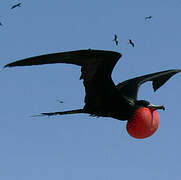 Magnificent Frigatebird