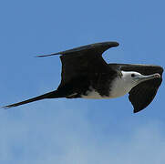 Magnificent Frigatebird