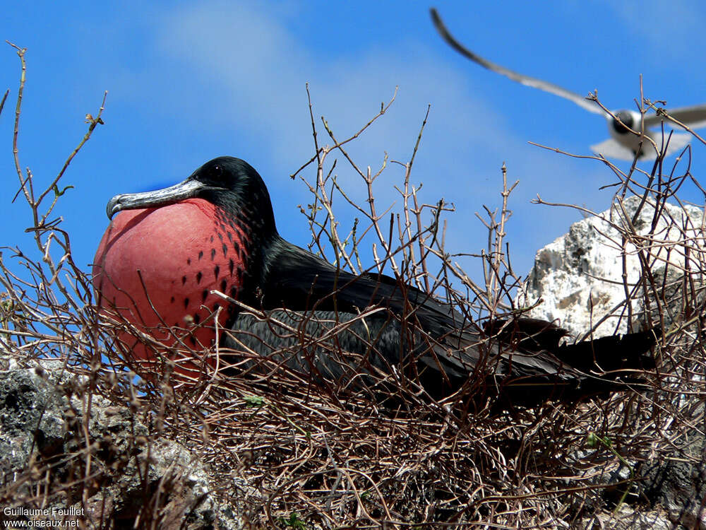 Magnificent Frigatebird male adult, close-up portrait, Reproduction-nesting