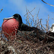 Magnificent Frigatebird