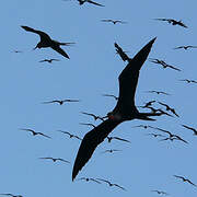 Magnificent Frigatebird