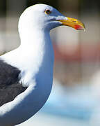 Yellow-footed Gull