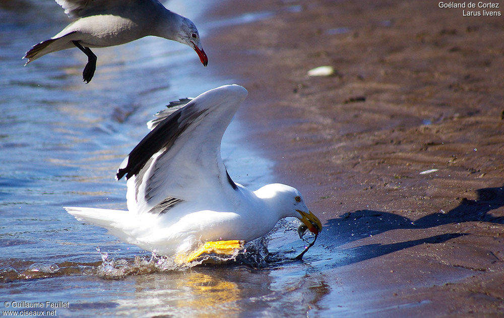 Yellow-footed Gull