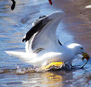 Yellow-footed Gull