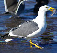 Yellow-footed Gull