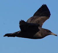 Heermann's Gull