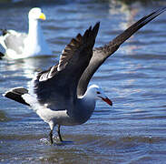 Heermann's Gull