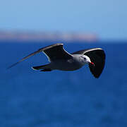 Heermann's Gull