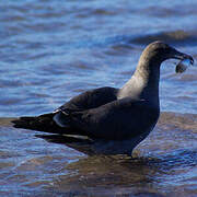 Heermann's Gull