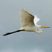 Grande Aigrette