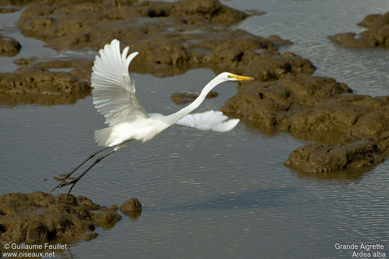 Great Egret