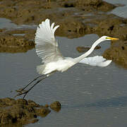 Grande Aigrette