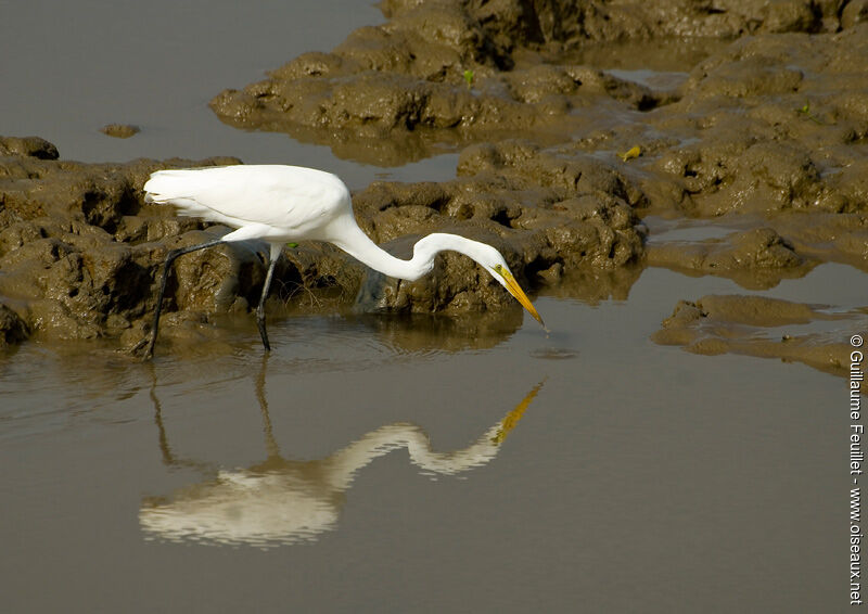 Grande Aigrette