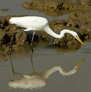 Grande Aigrette