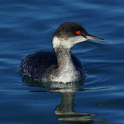 Black-necked Grebe