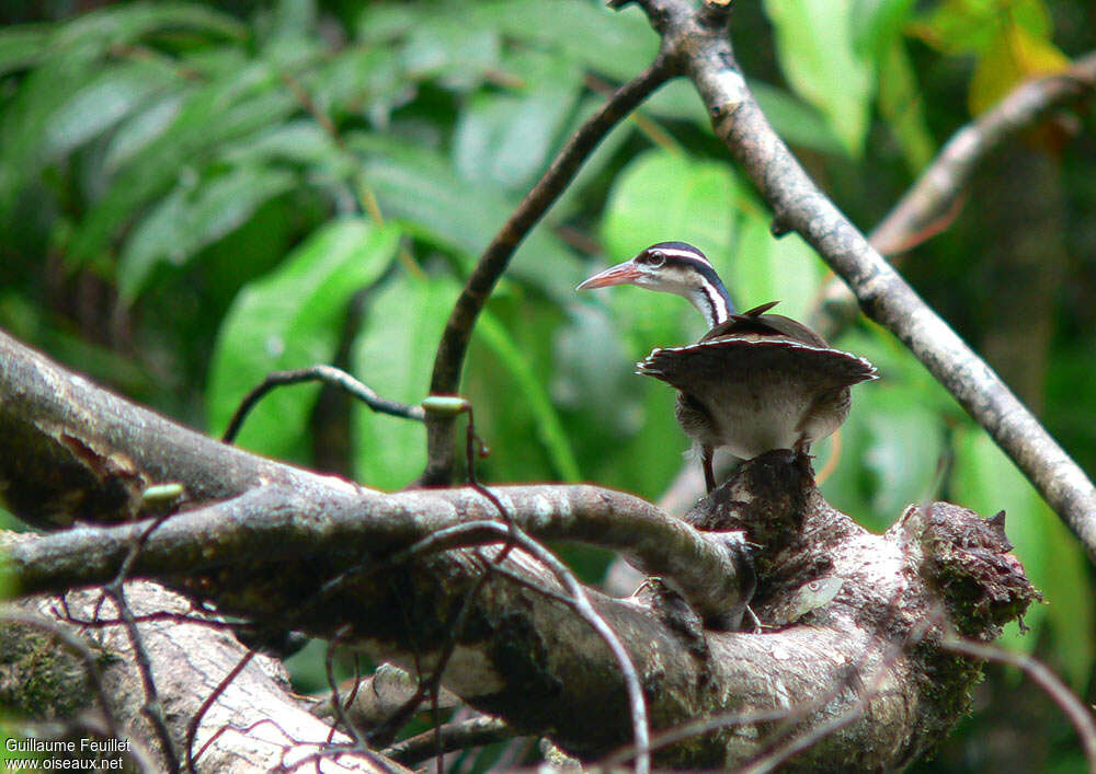 Sungrebe female adult