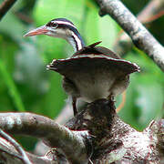 Sungrebe