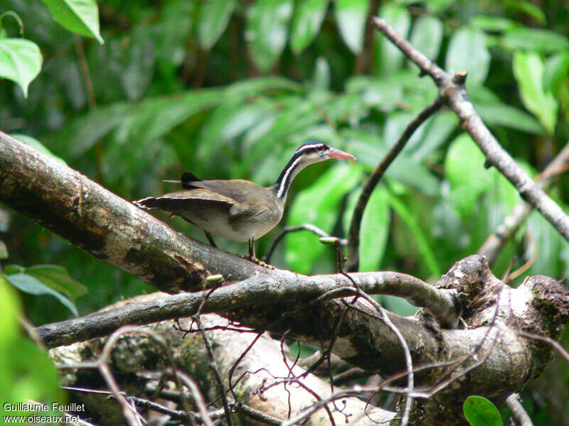 Sungrebe female adult, identification