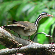 Sungrebe