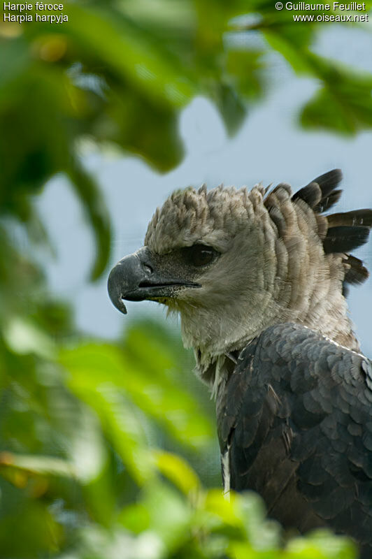 Harpie féroce, identification