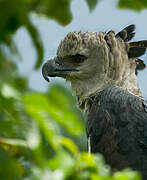 Harpy Eagle