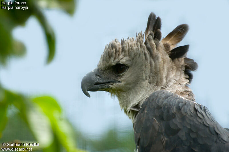 Harpie féroce, identification