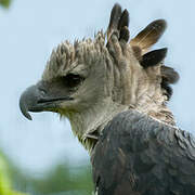 Harpy Eagle