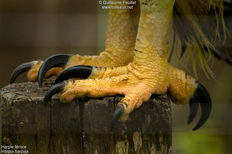 Harpy Eagle