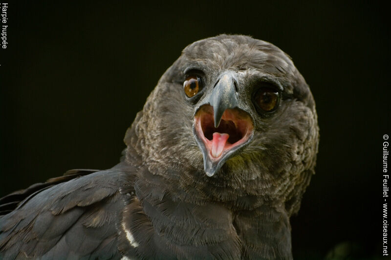 Crested Eagle