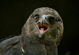 Crested Eagle