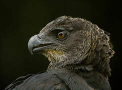 Crested Eagle