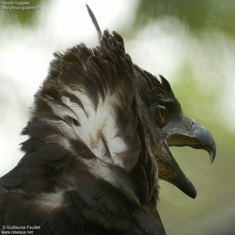 Crested Eagle