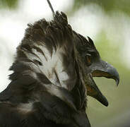 Crested Eagle