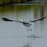 Grey Heron