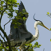 Grey Heron