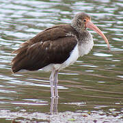 American White Ibis