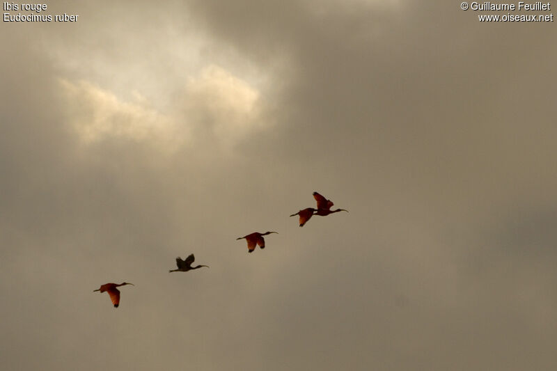 Scarlet Ibis