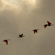 Scarlet Ibis