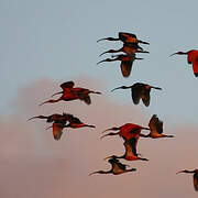 Scarlet Ibis