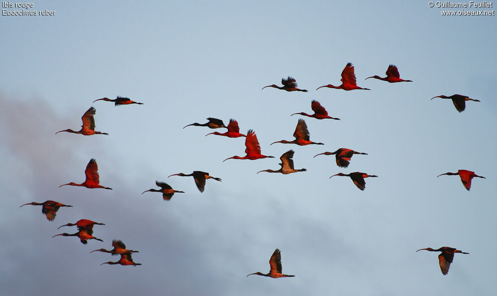 Scarlet Ibis