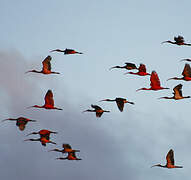 Scarlet Ibis