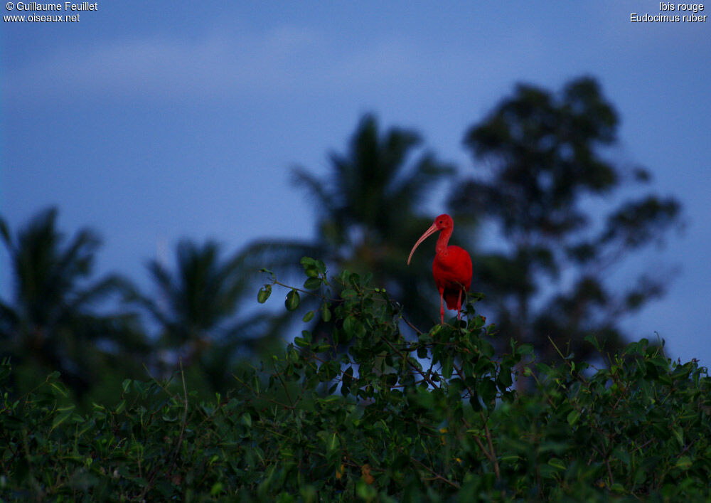 Ibis rouge