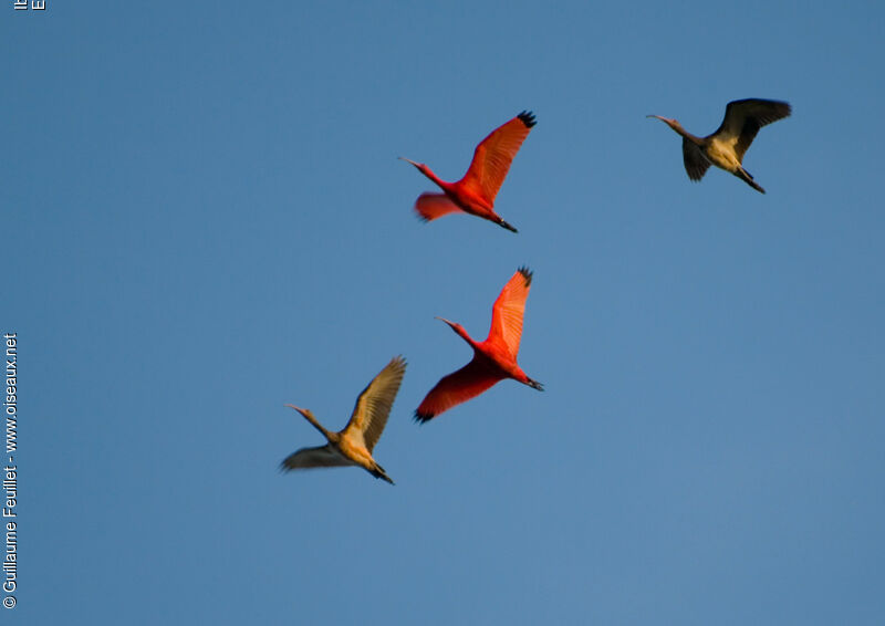 Scarlet Ibis, Flight