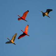 Scarlet Ibis